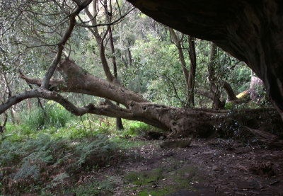 Cave and fallen tree