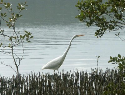 Egret among mangroves