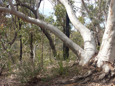 Ku-ring-gai Chase and St Ives Garden