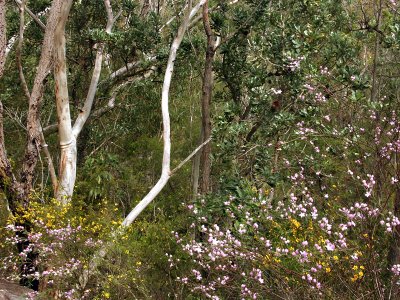 Regrowth after bushfires