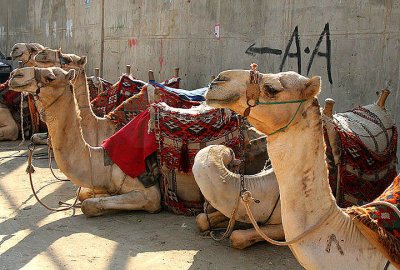 Camels waiting for a fare in a Cairo alley.jpg