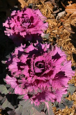 winter cabbages.jpg