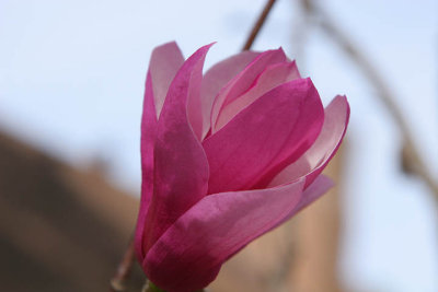 tulip tree blossom    f/7.1.jpg