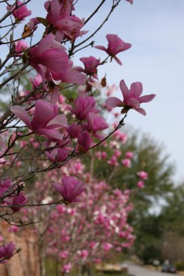 tulip tree blossom 3  f/4.0.jpg