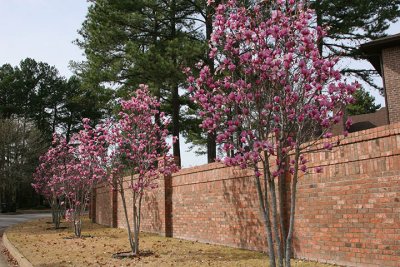 tulip tree triplets f/5.jpg