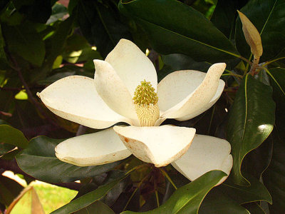 magnolia blossom Pro 1.jpg