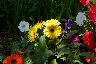 gerber daisy in a shaft of sunlight.jpg
