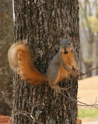 Squirrel switching its tail at me.jpg