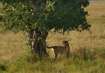 Mara cheetah under a tree .jpg
