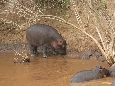 Big and little brother hippos.jpg