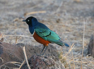 Just an ordinary little bird .jpg