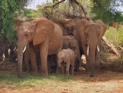 Huddle of elephants protecting the young.jpg