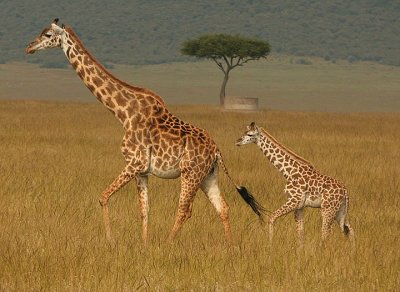 Mara Giraffe Mom and baby.jpg