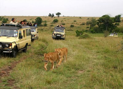 Mara Lionesses and vans.jpg