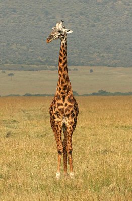 Mara Giraffe standing at attention.jpg