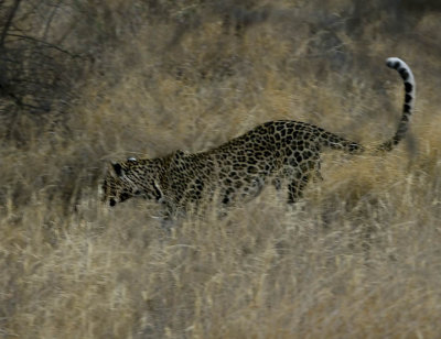 Elusive Samburu  leopard .jpg