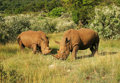 Two Mara Rhinos.jpg