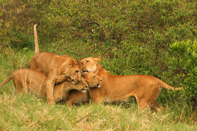 A family reunion - lion style.jpg