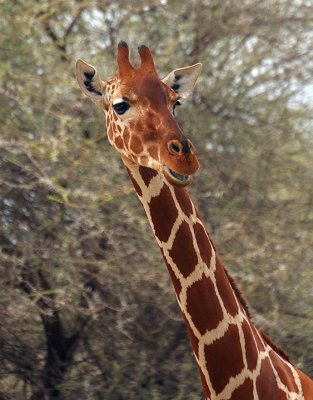 Samburu giraffe portrait.jpg