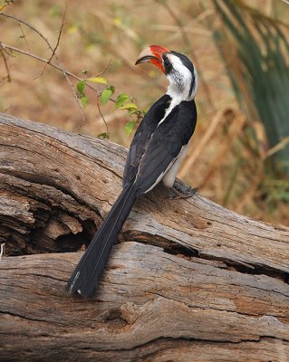 Red billed Hornbill.jpg