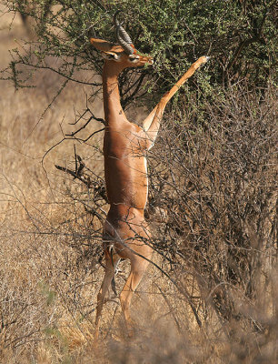 Gerenuk dining on brush.jpg