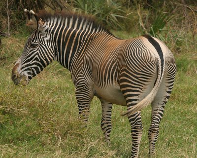 Grevys zebra having breakfast n the deep lush grass at Samburu.jpg