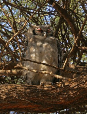 Samburu owl with red eyes.jpg
