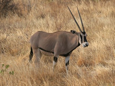 Samburu Oryx in the tall grass.jpg