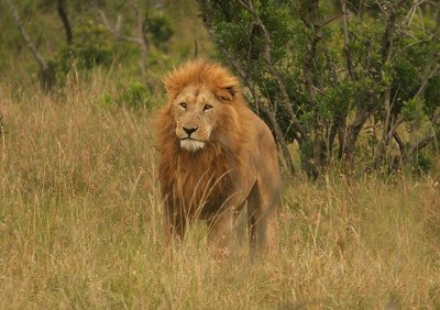 Big cinnamon maned lion in the Mara.jpg