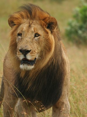 Black maned Mara lion.jpg
