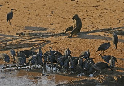 Baboon Lifeguard in Samburu.jpg