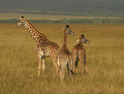 Three Mara Giraffes .jpg
