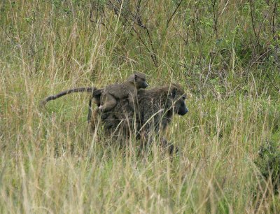 Piggyback  Baby Baboon.jpg