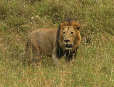 Black Maned  Mara lion .jpg