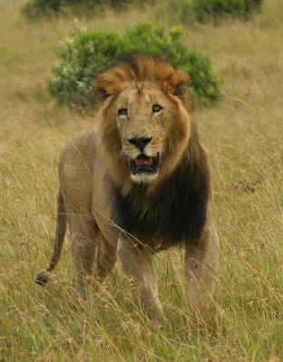 Masai Mara - black maned lion .jpg