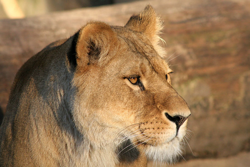 Panthera leo <br>Lion <br>Leeuw 