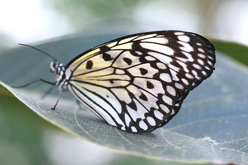 Idea leuconoe <br>Rice Paper butterfly <br>Papiervlinder