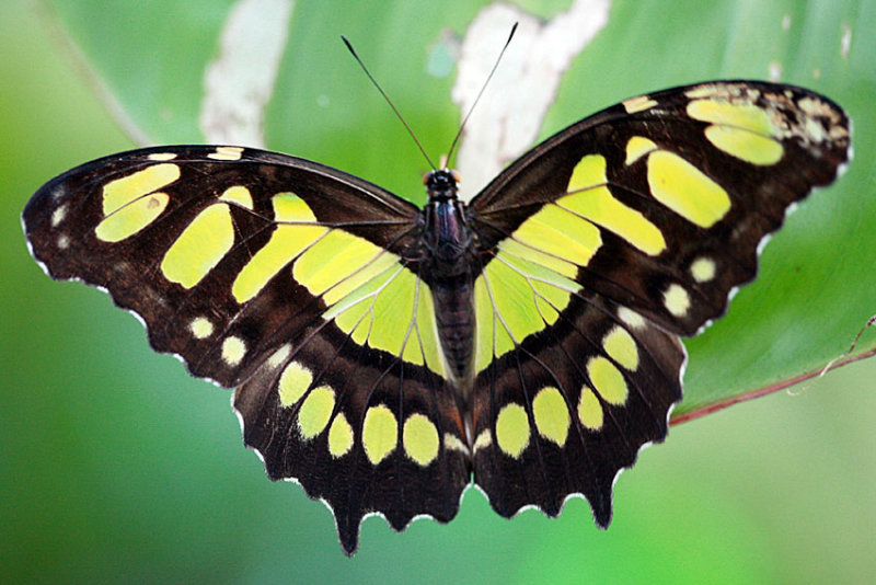 Siproeta stelenes <br>Malachietvlinder