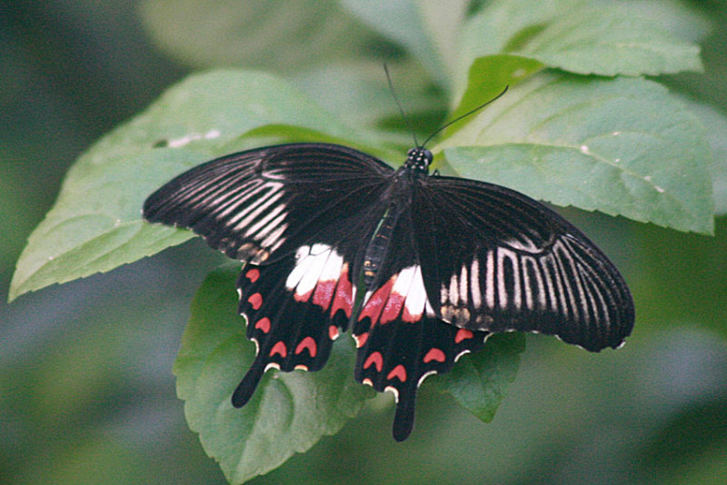 Papilio polytes <br>Common Mormon