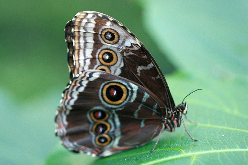 Morpho sp <br>Morpho vlinder 