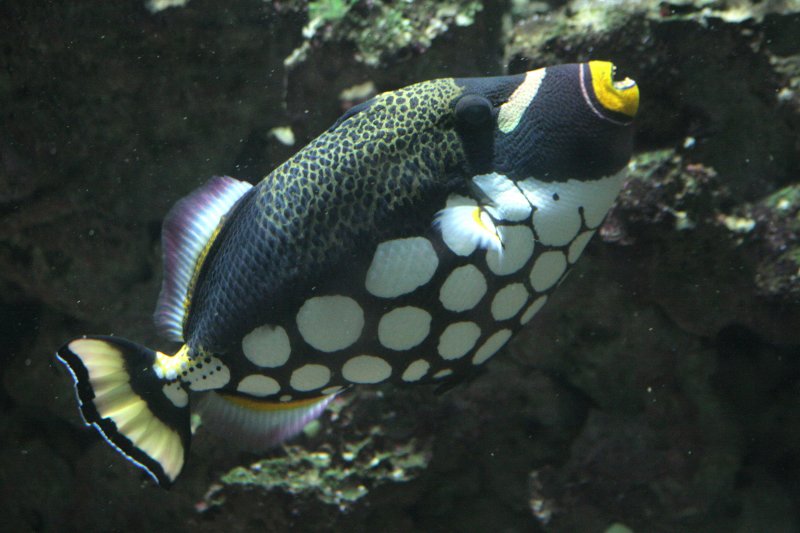 Balistoides conspicillum <br>Clown triggerfish <br>Luipaardtrekkervis 