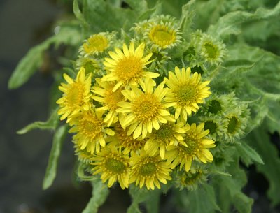 Tephseris palustrisMarsh fleawort moerasandijvie