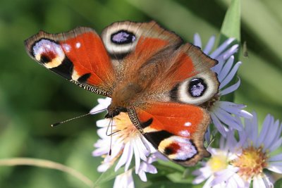 Inachis io Peacock Dagpauwoog