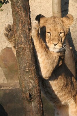 Panthera leo Lion Leeuw 