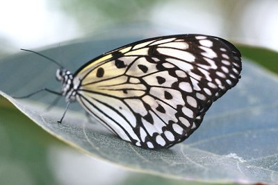 Idea leuconoe Rice Paper butterfly Papiervlinder