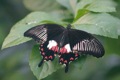 Papilio polytes Common Mormon