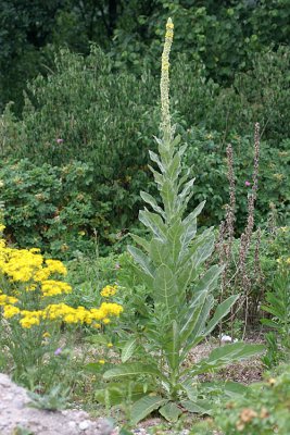 Verbascum thapsus Common mullein Koningskaars 