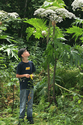 Heracleum mantegazzianum Giant hogweed  Reuzenberenklauw 