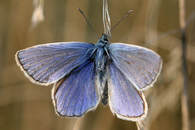 Icarus blauwtje (man)Common blue(male)Polyommatus icarus