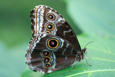 Morpho sp Morpho vlinder 